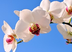 三胎政策下的生育新机遇，试管婴儿费用是否得到优惠？